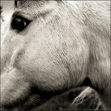 Close-up of a horse's face

Description automatically generated