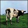A cow standing in a field

Description automatically generated