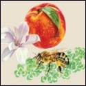 A bee and a peach and a flower

Description automatically generated